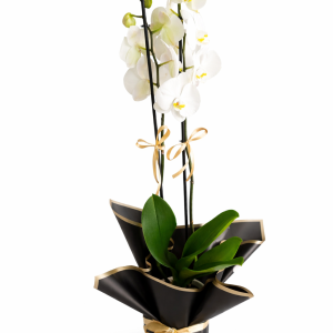 Beyaz Çift Dal Orkide