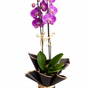 Mor Çift Dal Orkide
